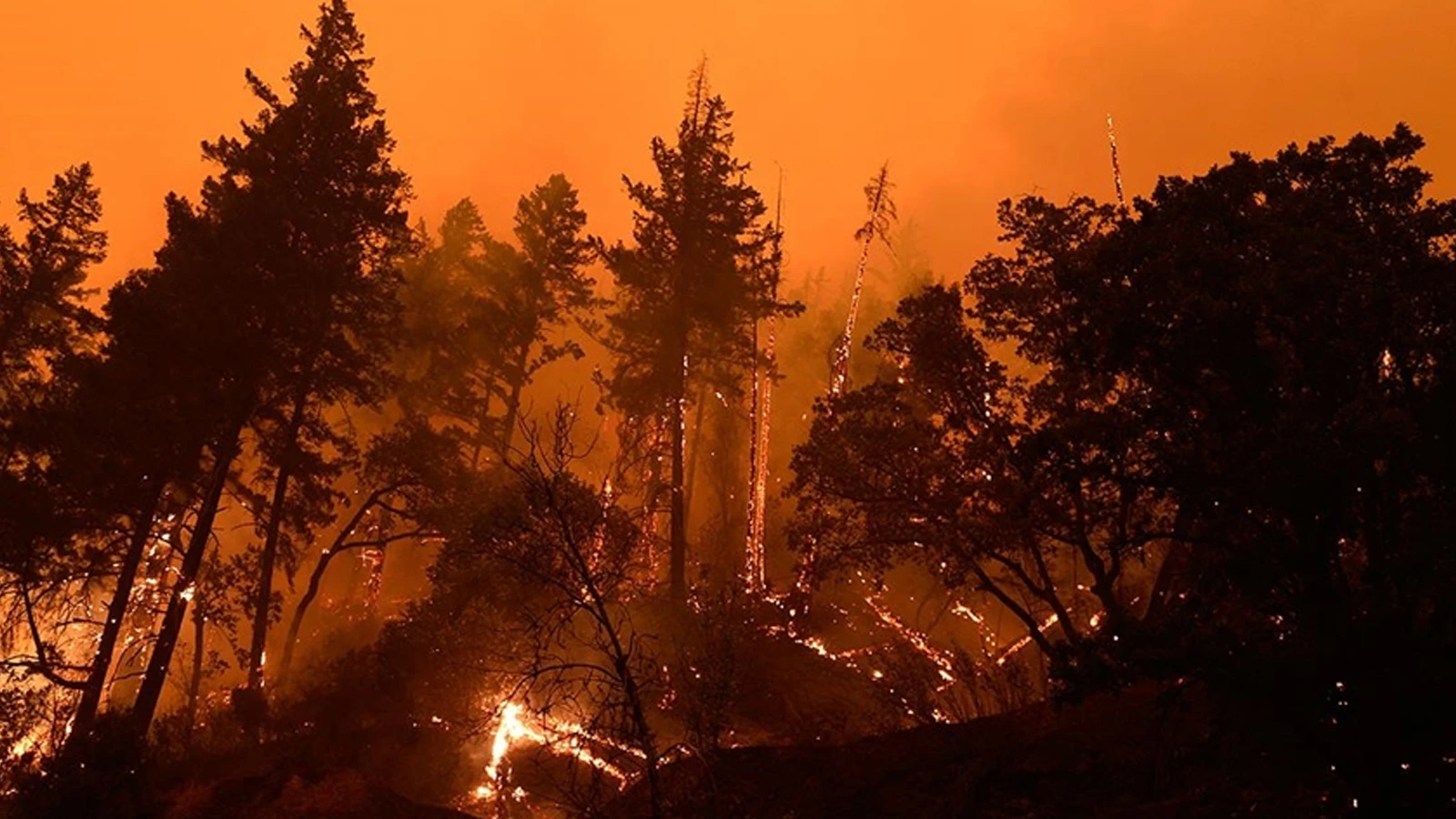 Les incendies de forêt au Japon ont été maîtrisés le 11ème jour