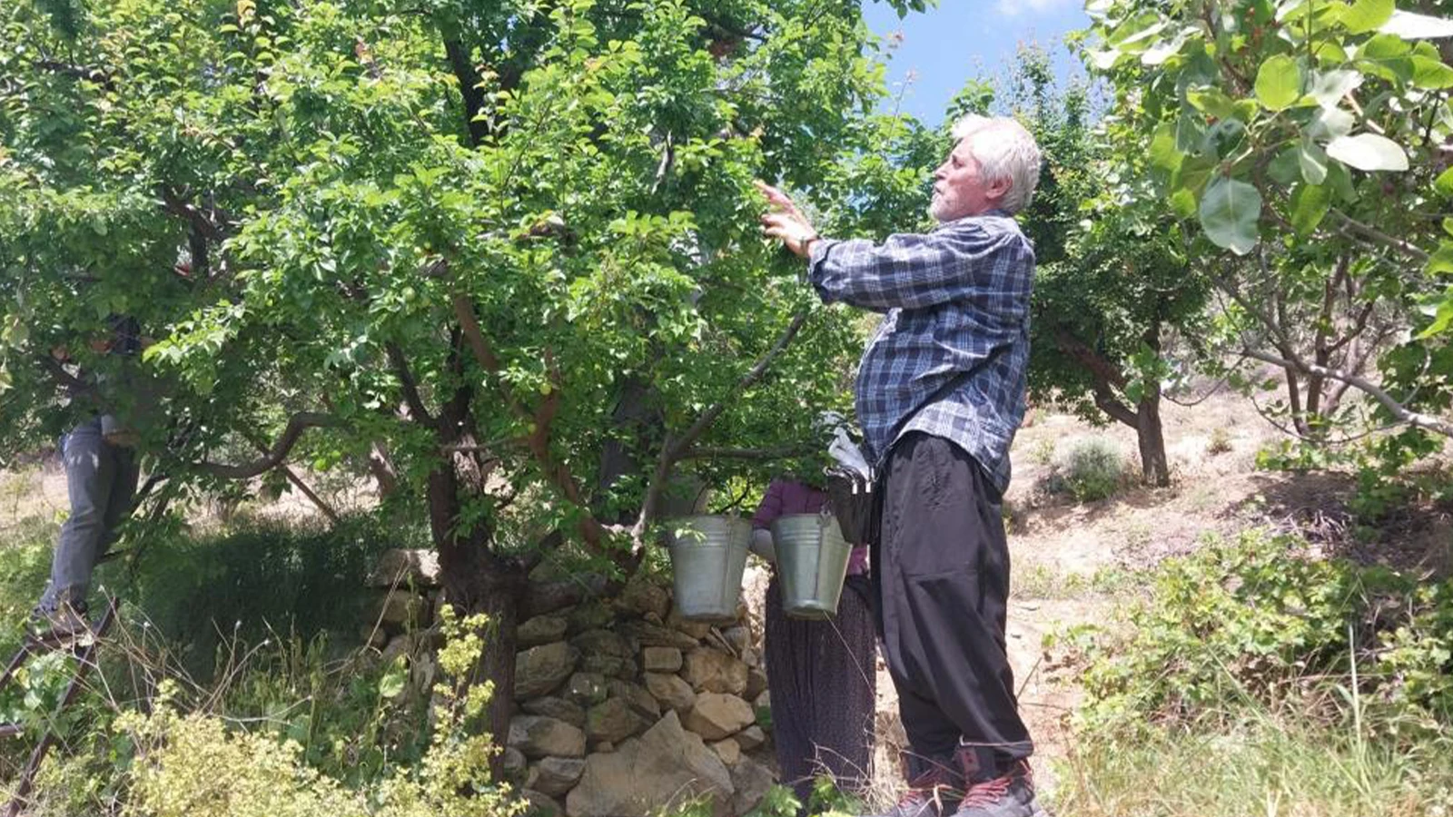 Les vendanges ont commencé en plein champ ; Le prix, qui était de 10 000 TL, est tombé à 30 TL