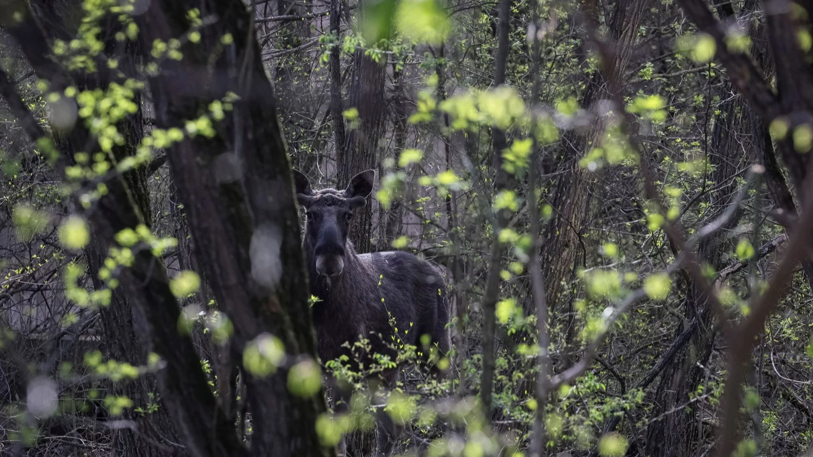 Quelque chose d'étrange arrive aux animaux de Tchernobyl : les scientifiques n'en croyaient pas leurs yeux