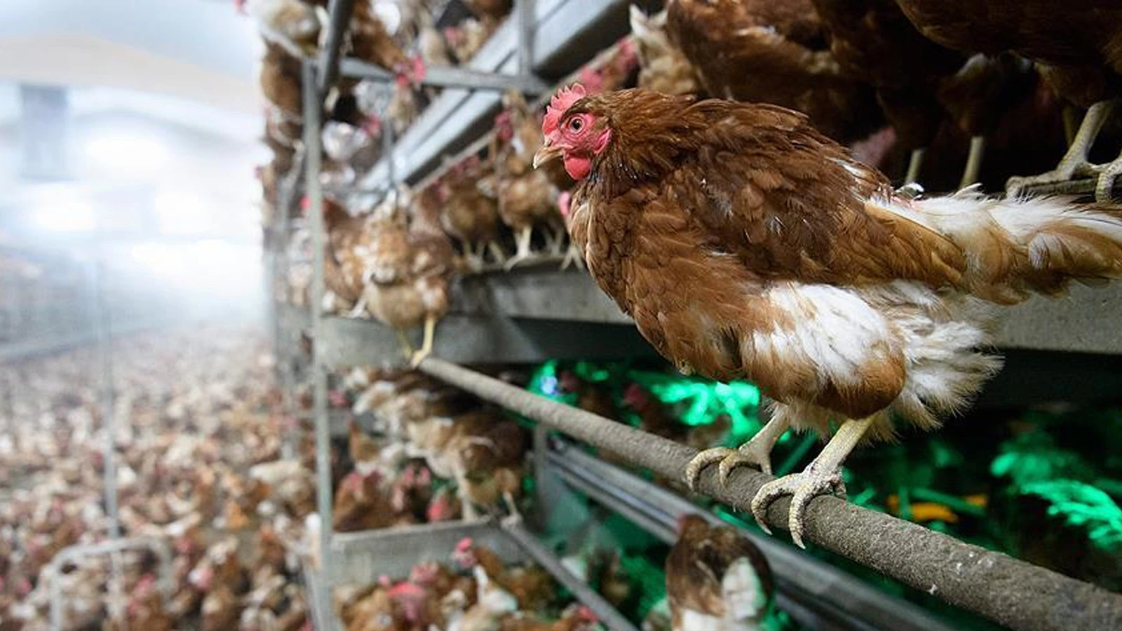 Le cauchemar de la grippe aviaire est de retour : les importations de volaille sont arrêtées