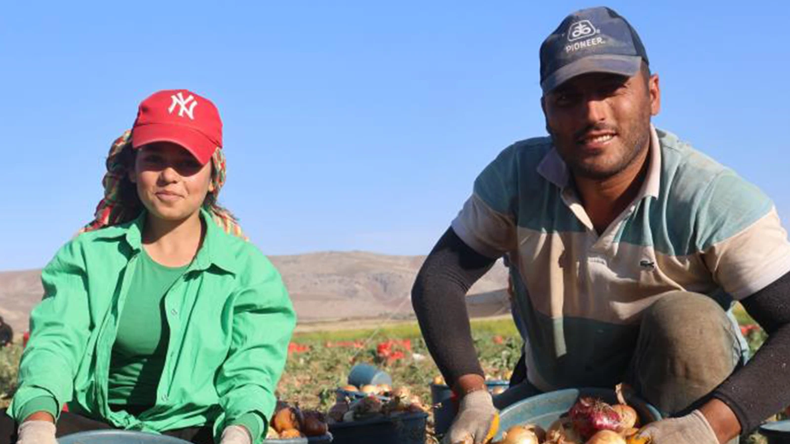 Récolte abondante à Hatay ; Le prix est passé de 22 TL à 30 TL