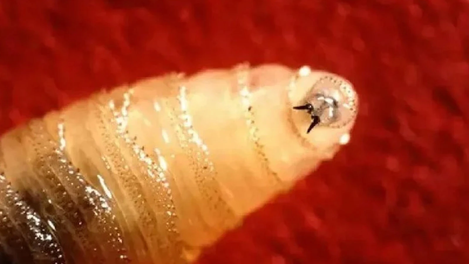 Une fois que cela s’installe dans le corps, cela ne s’arrête plus ! L’horreur des parasites carnivores se répand !