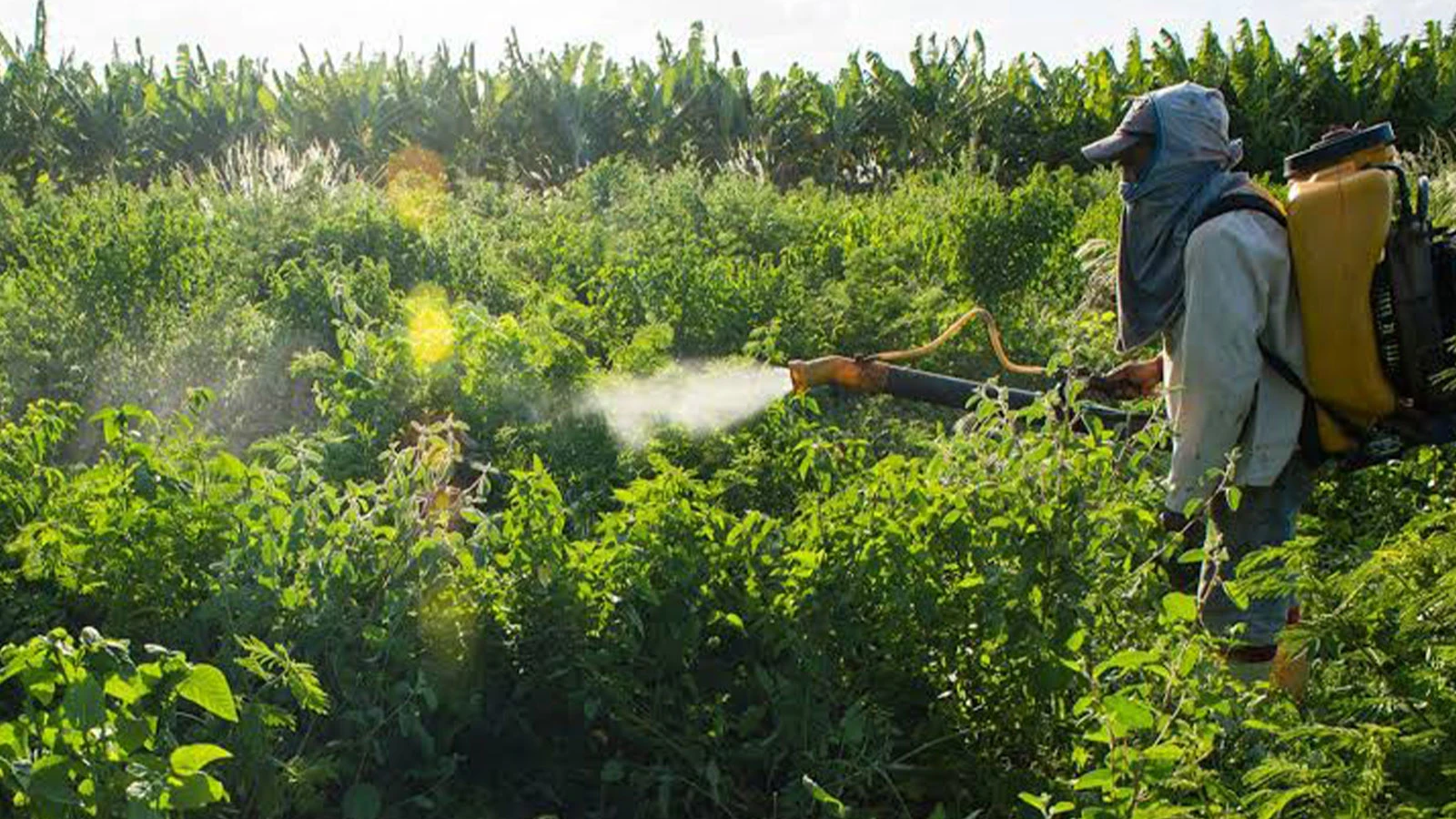 L’ère de l’utilisation des pesticides et des aliments riches en pesticides prendra fin