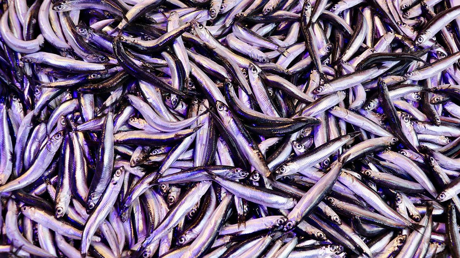 L'anchois turc est sur les tables mondiales