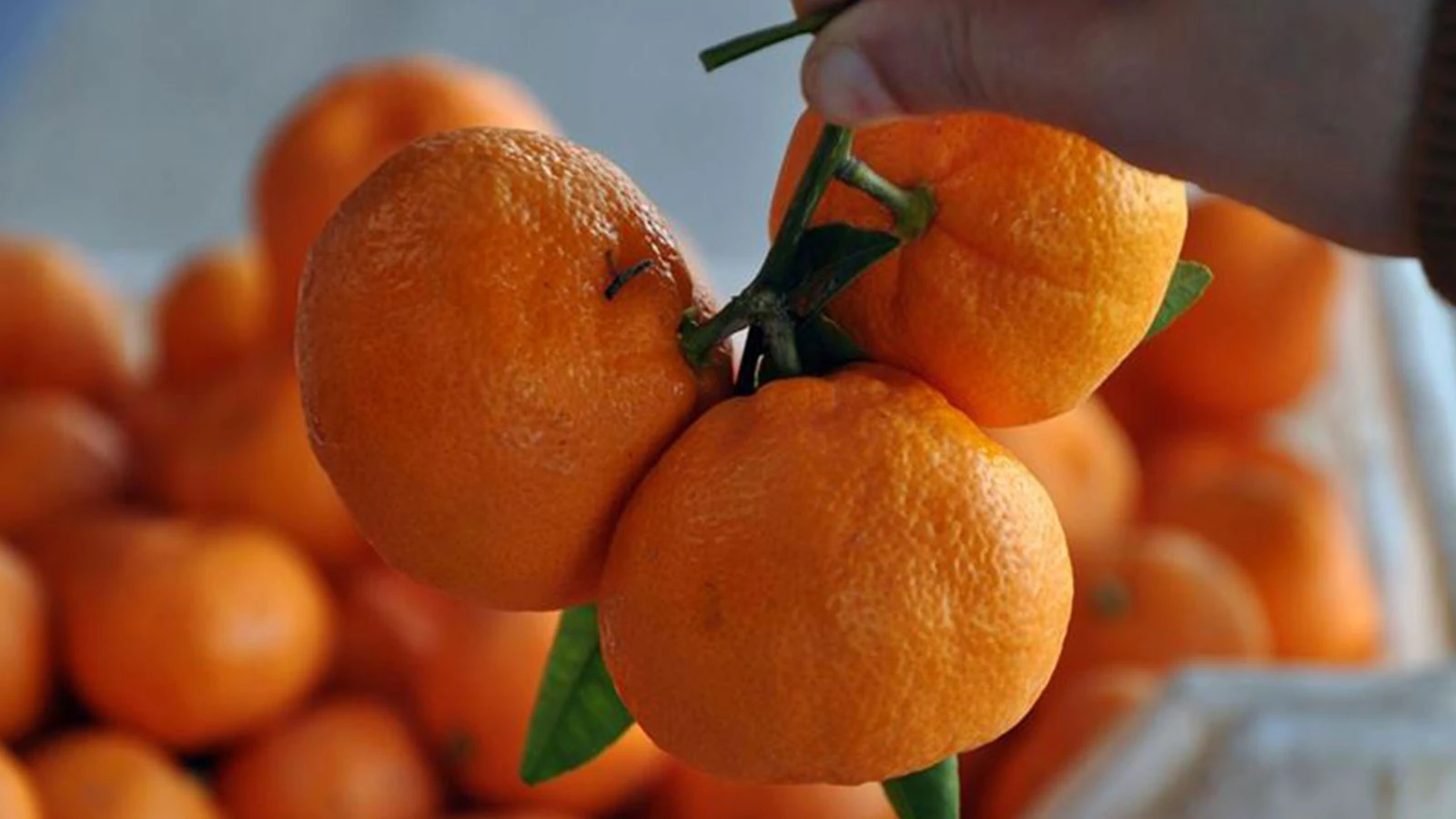 Les fruits frais étaient les plus chers en juin