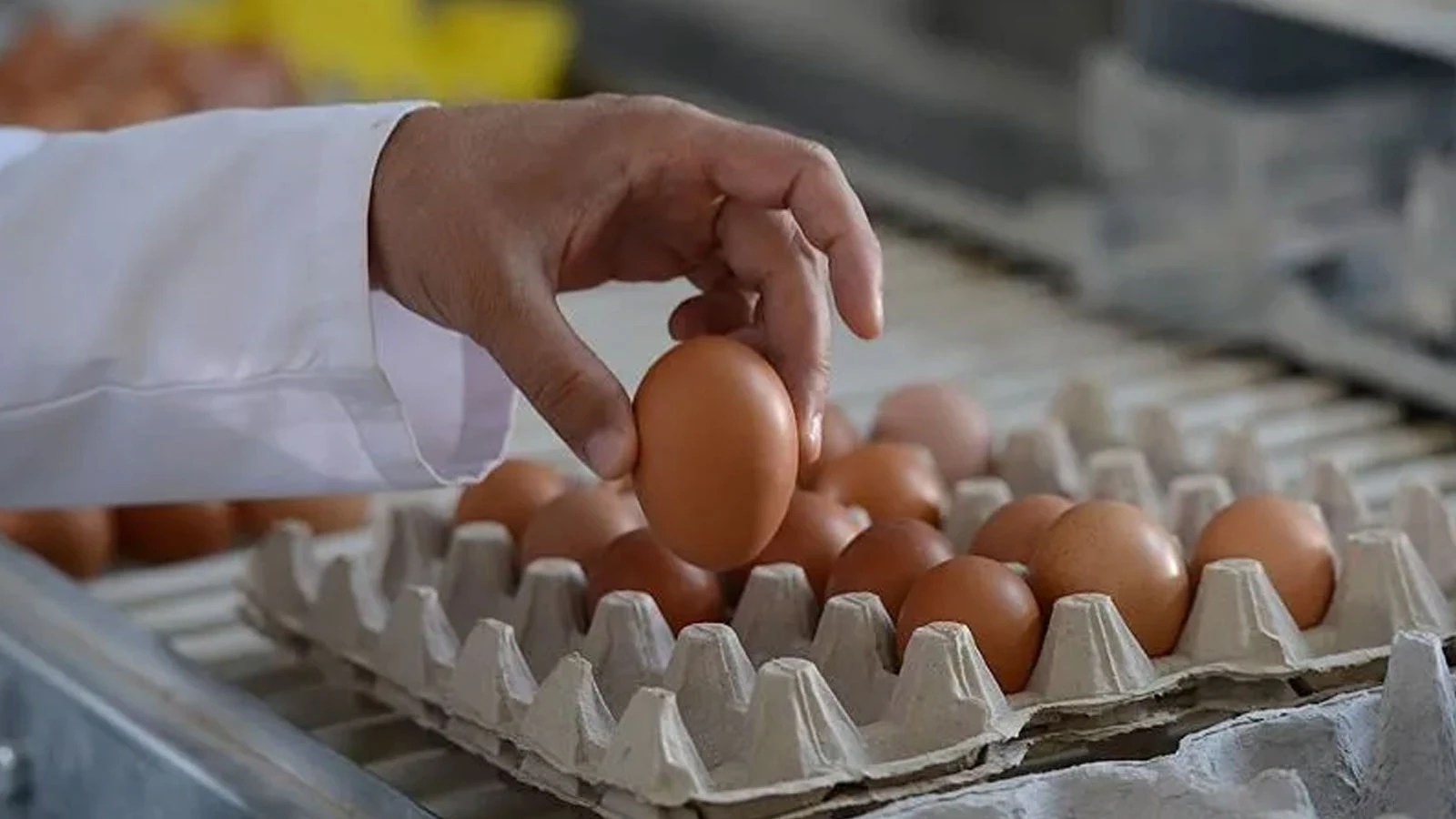 Suspicion mortelle de salmonelle dans les œufs ! Des tonnes de produits rappelés
