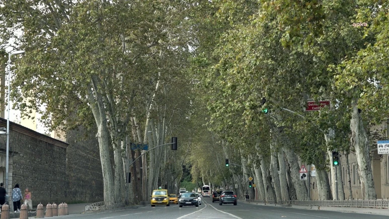 La mémoire d'Istanbul se tarit ! Alarme 14 ans dans les platanes - Photo: 2