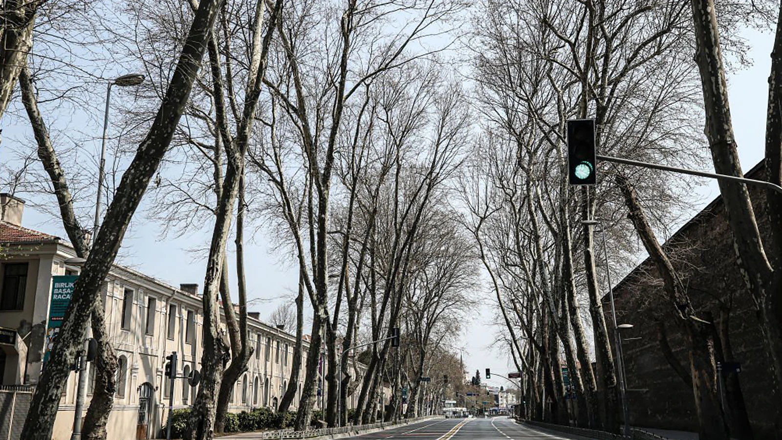 La mémoire d'Istanbul se tarit ! Alarme 14 ans dans les platanes