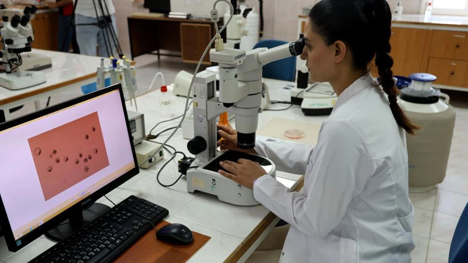 Première en Turquie : la génétique des bovins du pays sera modifiée grâce au transfert d'embryons