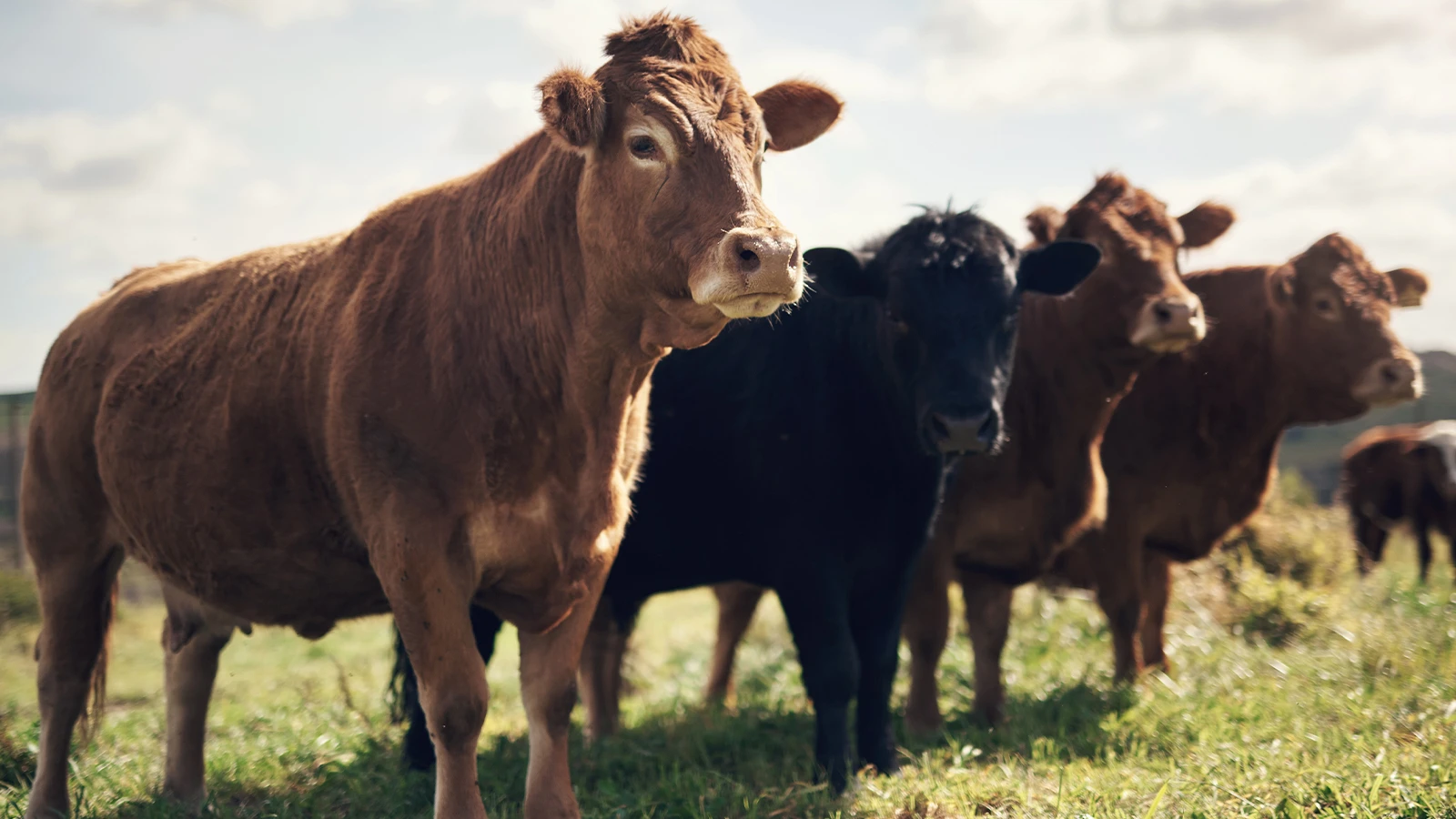 Son prix est 69 pour cent plus cher ! Le prix de la « viande verte » est élevé