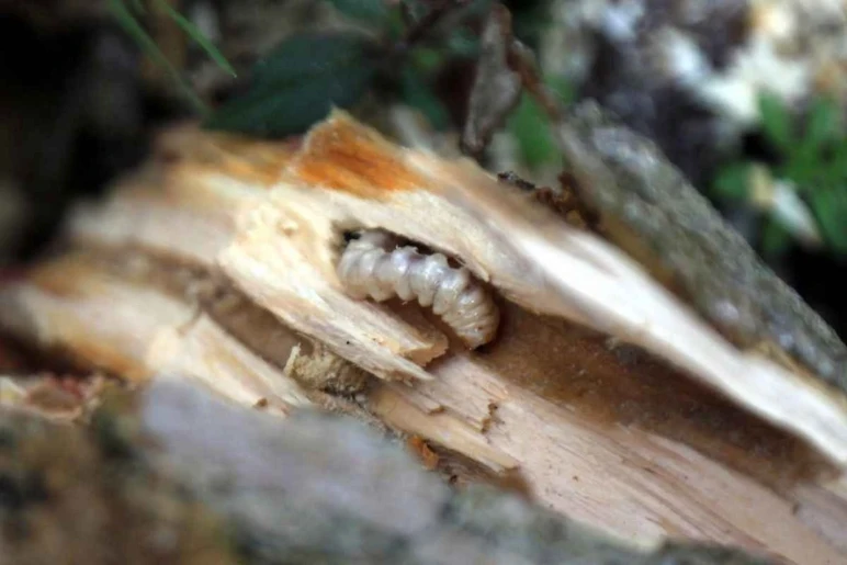 Le nouveau cauchemar du marchand de noisettes, l'attaque de Dracula sur la mer Noire ! - Photo : 2