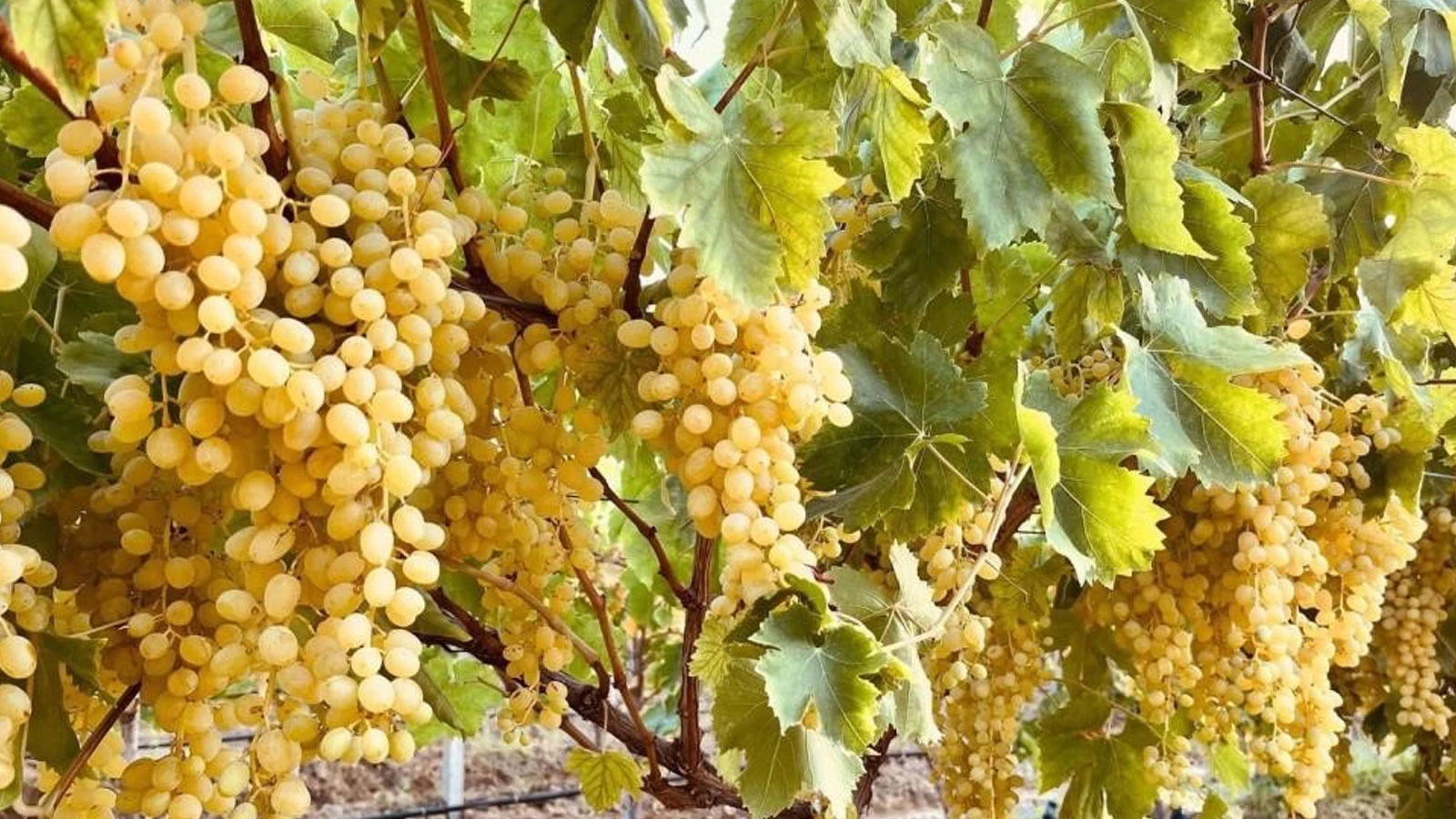 Avertissement de récolte critique aux producteurs de raisin !