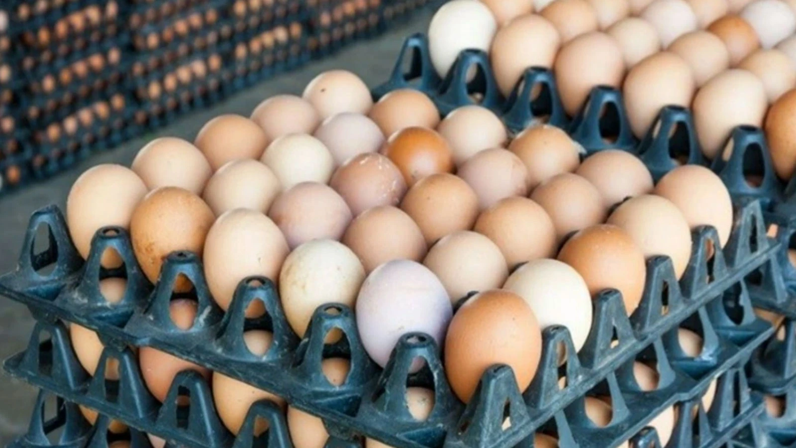 Des millions d'œufs rappelés aux États-Unis en raison de soupçons de salmonelle