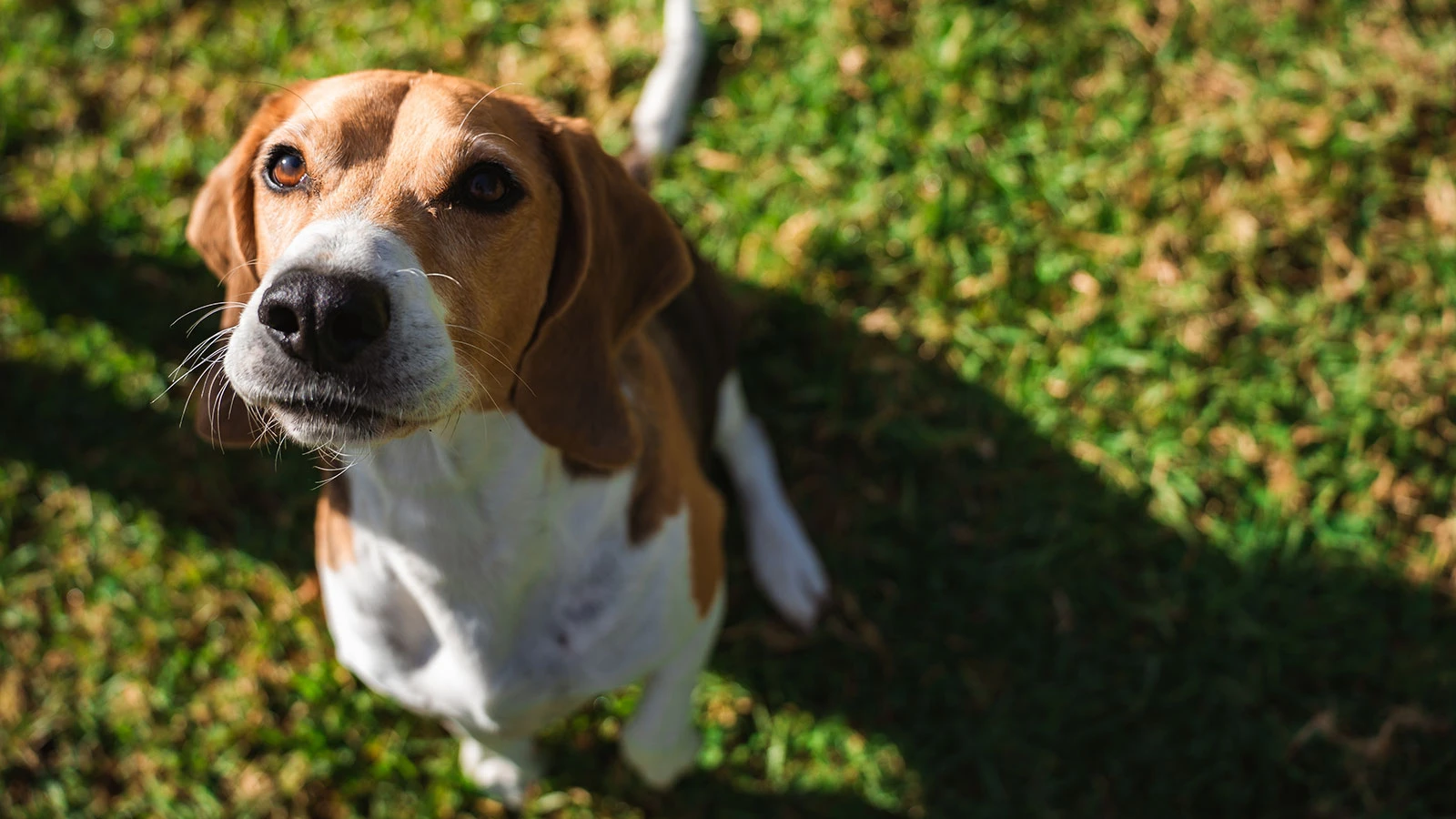 Des scientifiques ont créé un chien « sans allergie »