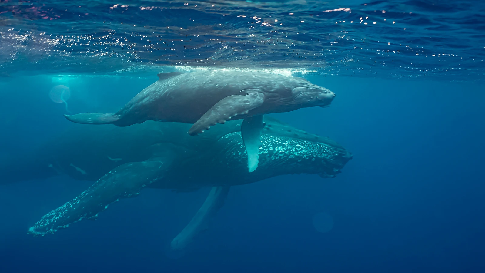 Des scientifiques ont enregistré : une activité de baleine géante au large des côtes du Groenland
