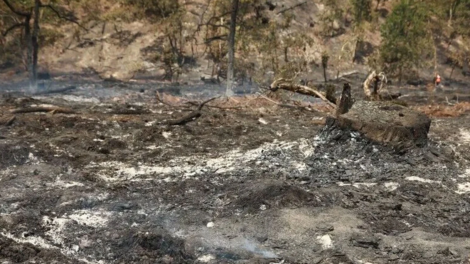 Incendie de forêt en France : 525 personnes évacuées