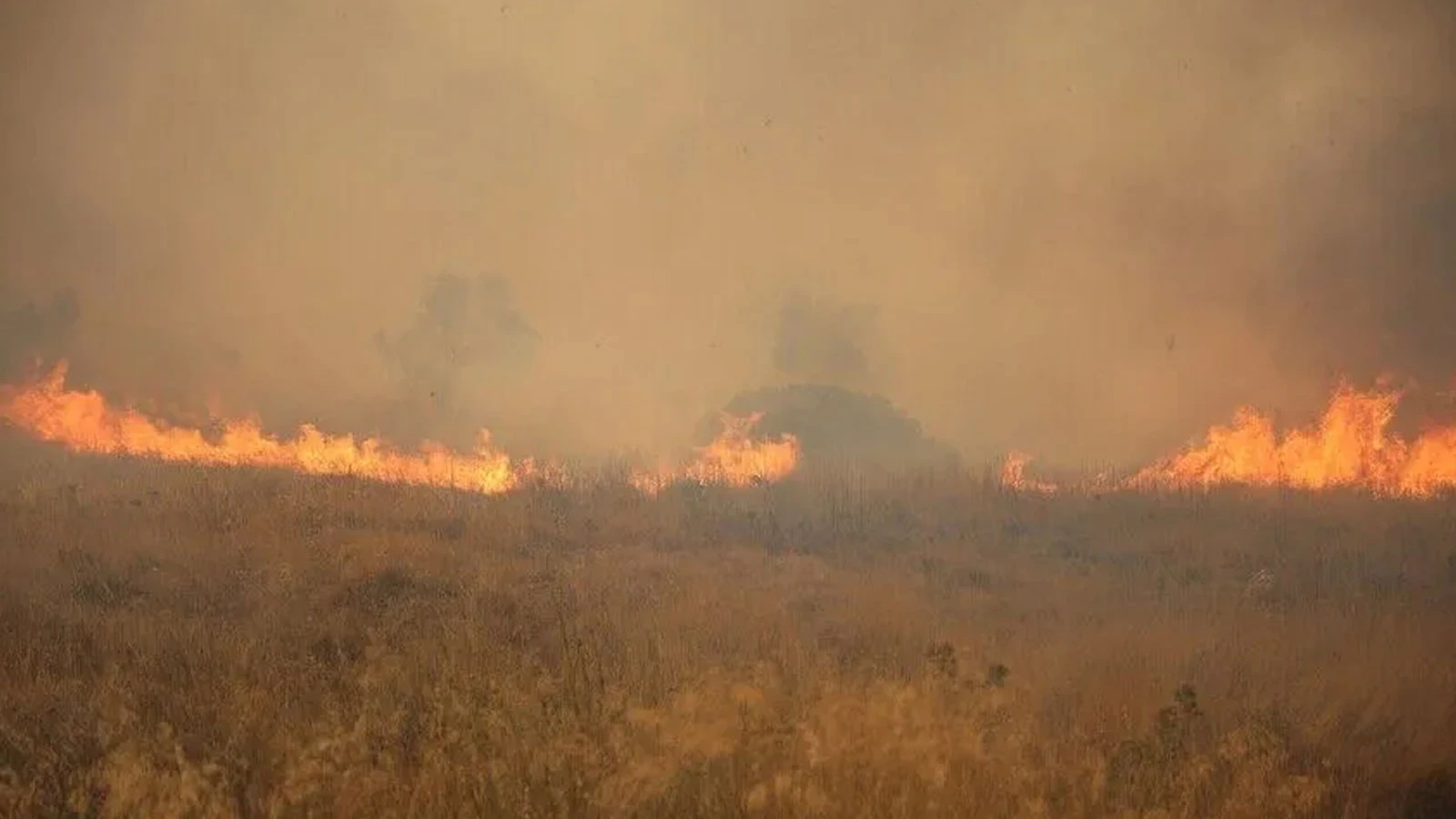 Incendie de forêt sur l'île de Salamina, Grèce : un couple de personnes âgées a perdu la vie