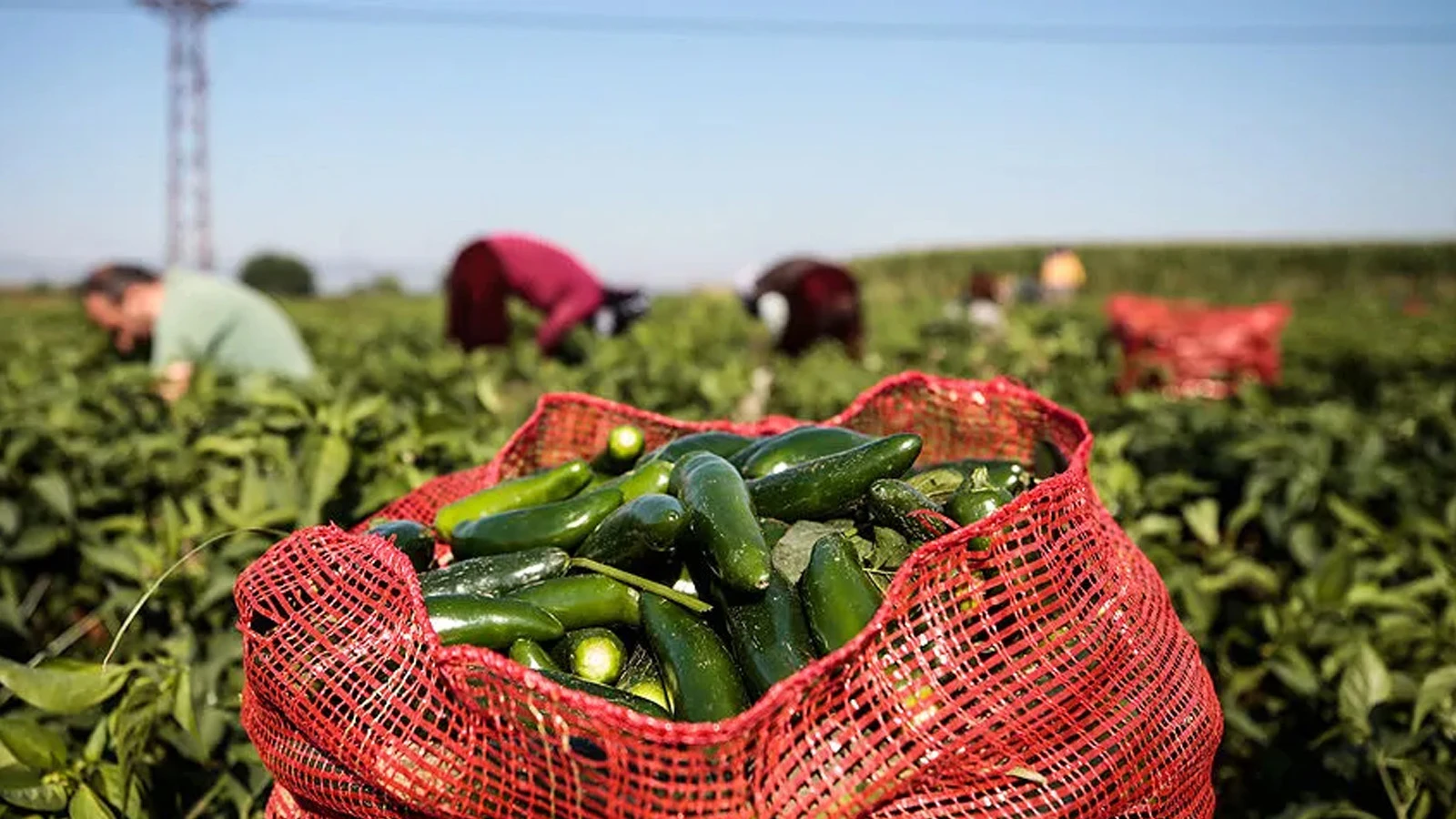 Les piments jalapeno retirés « d'urgence » des menus des restaurants : l'épidémie de salmonelle se propage
