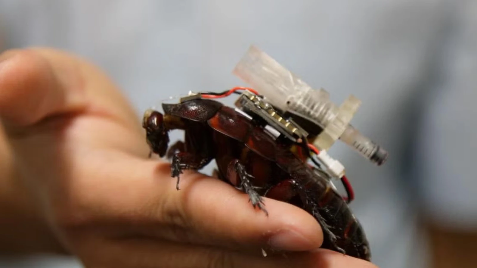 Les scientifiques ont transformé les cafards en cyborgs : ils vont désormais sauver les gens !