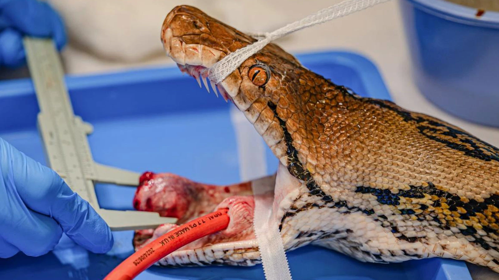 Une première en Angleterre : le python géant, soigné pour un cancer, a retrouvé la santé