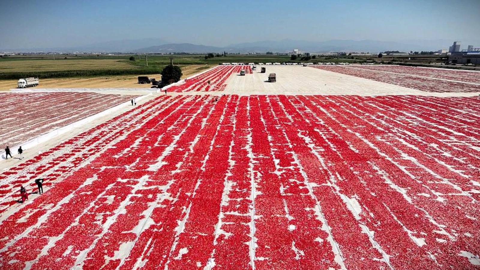 "Or rouge" le changement a commencé ! 1 kilo est retiré de 13 kilos