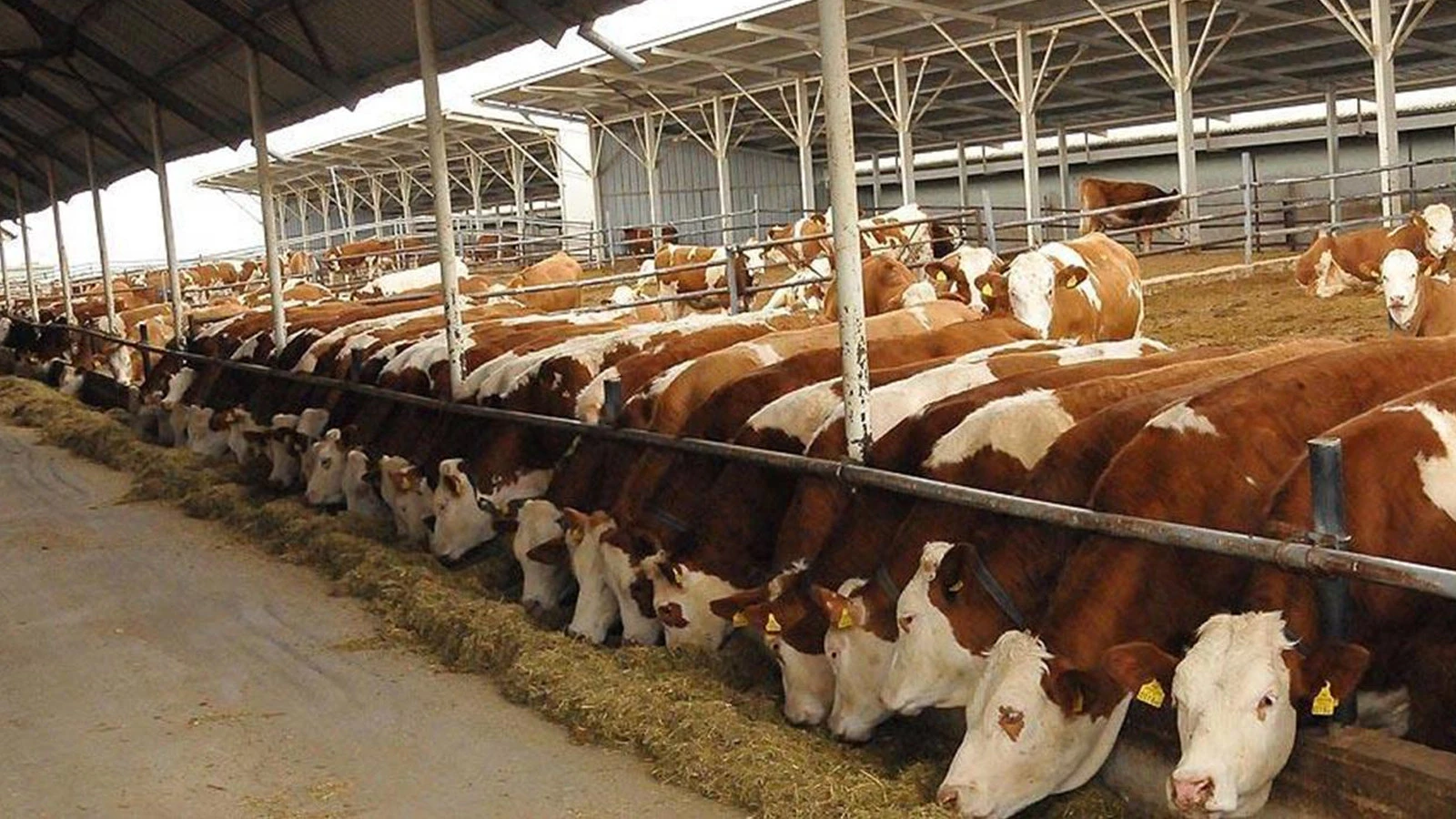 480 000 têtes de bovins mâles seront importées l'année prochaine