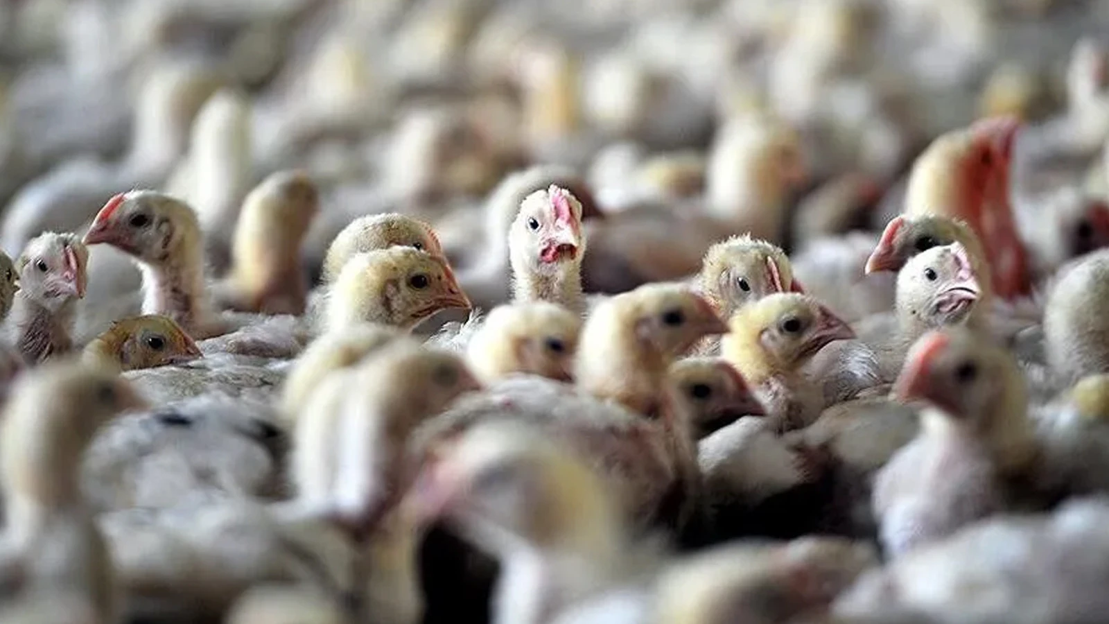 Alerte à la grippe aviaire en Uruguay ; urgence déclarée