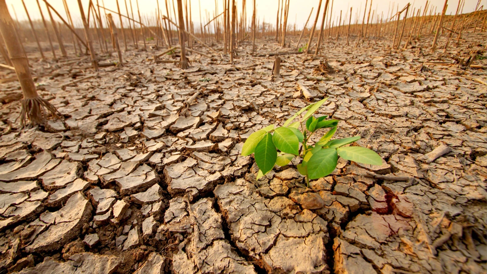 Alerte au seuil de crise climatique de l’ONU !