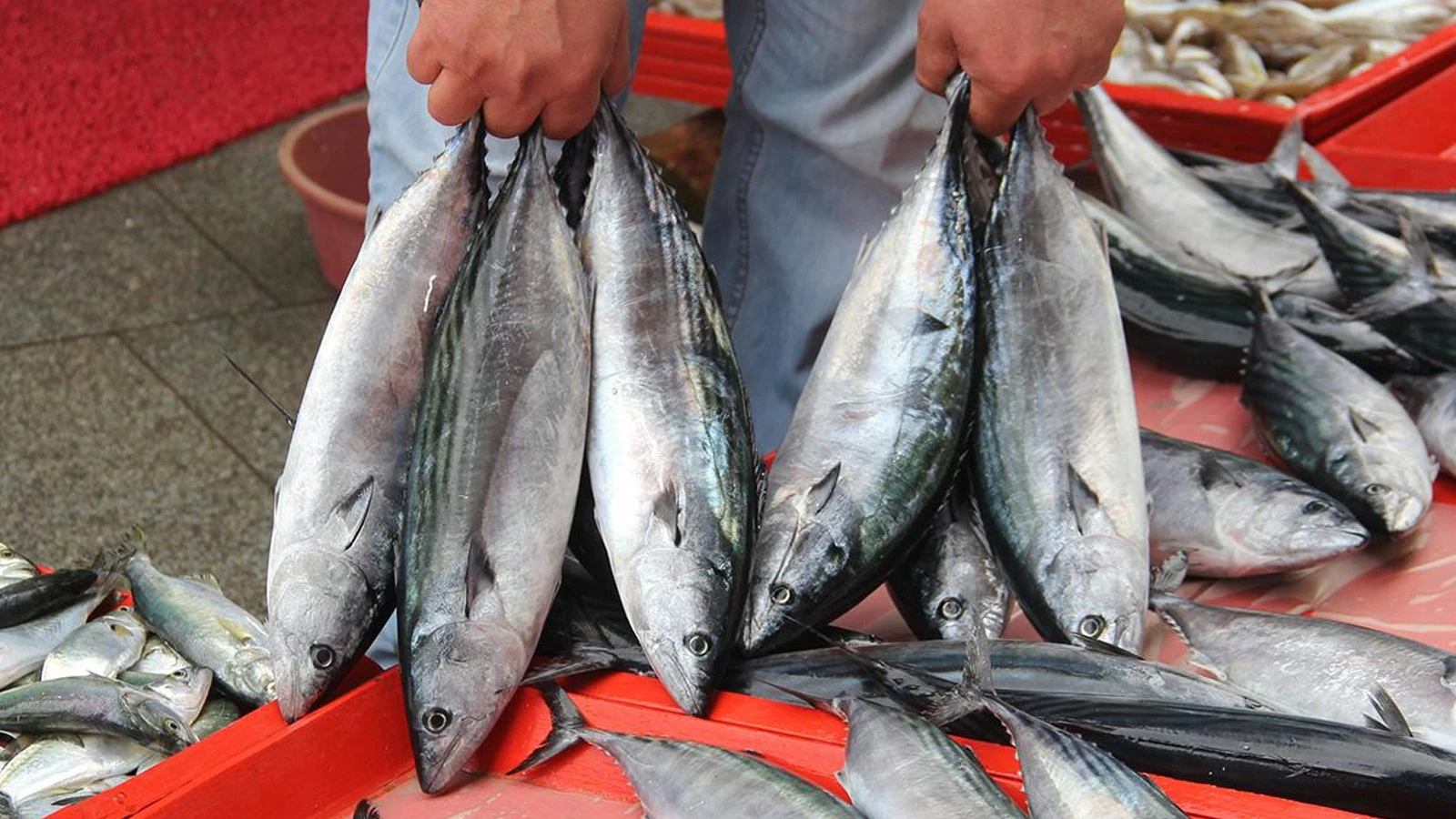 La bonite était le choix des étals de poisson à Istanbul