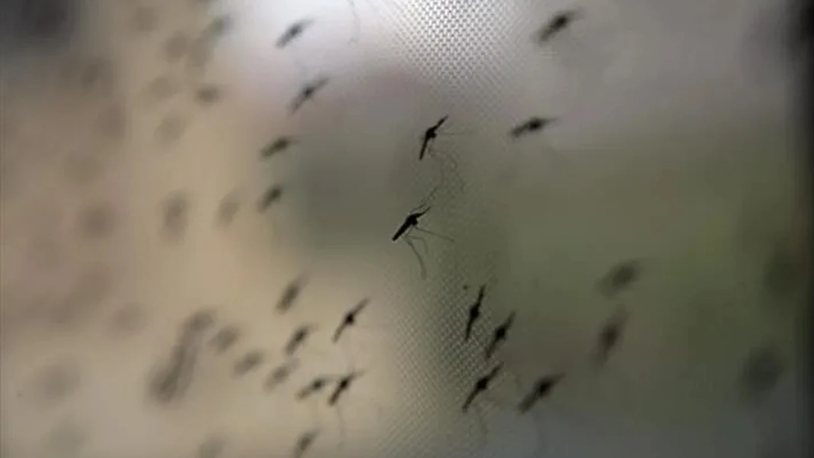 La dengue continue de faire des victimes : 117 personnes sont mortes depuis le début de l'année