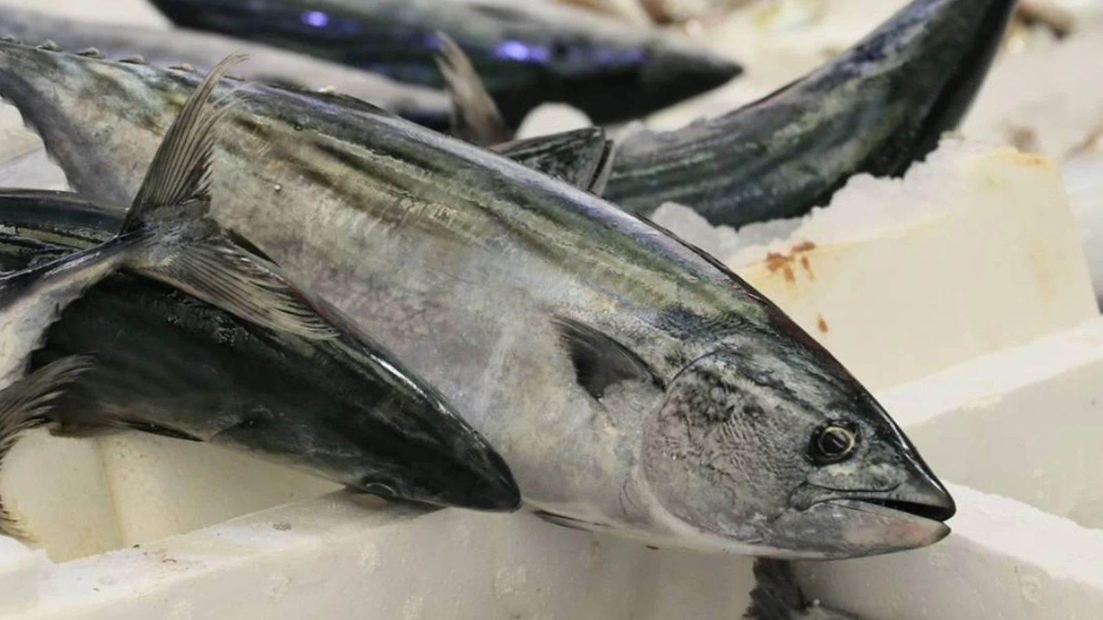 La saison a commencé dans les mers : voici les prix au kilo de bonite et d'anchois