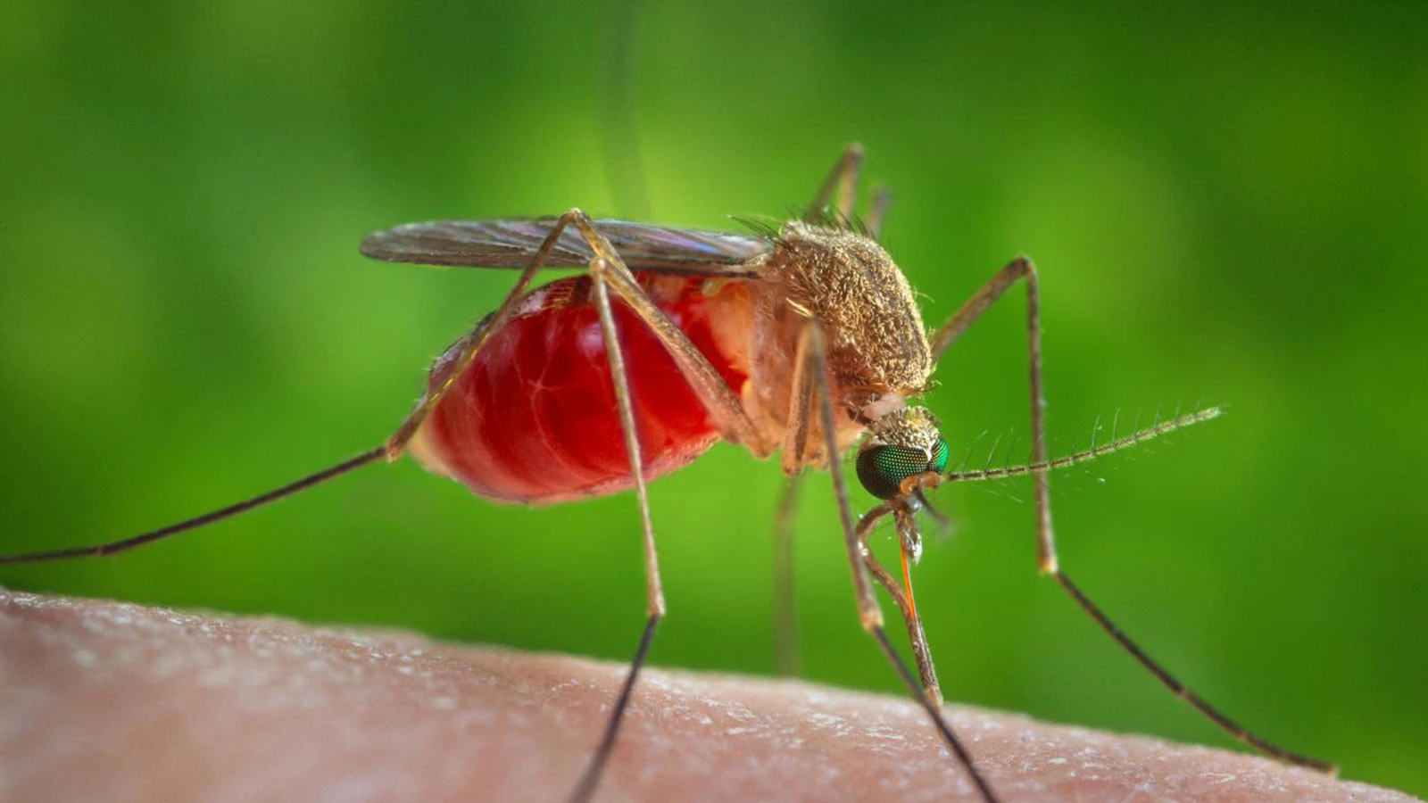 Le cerveau de la mouche a migré vers le monde numérique, les humains seront-ils les prochains ?