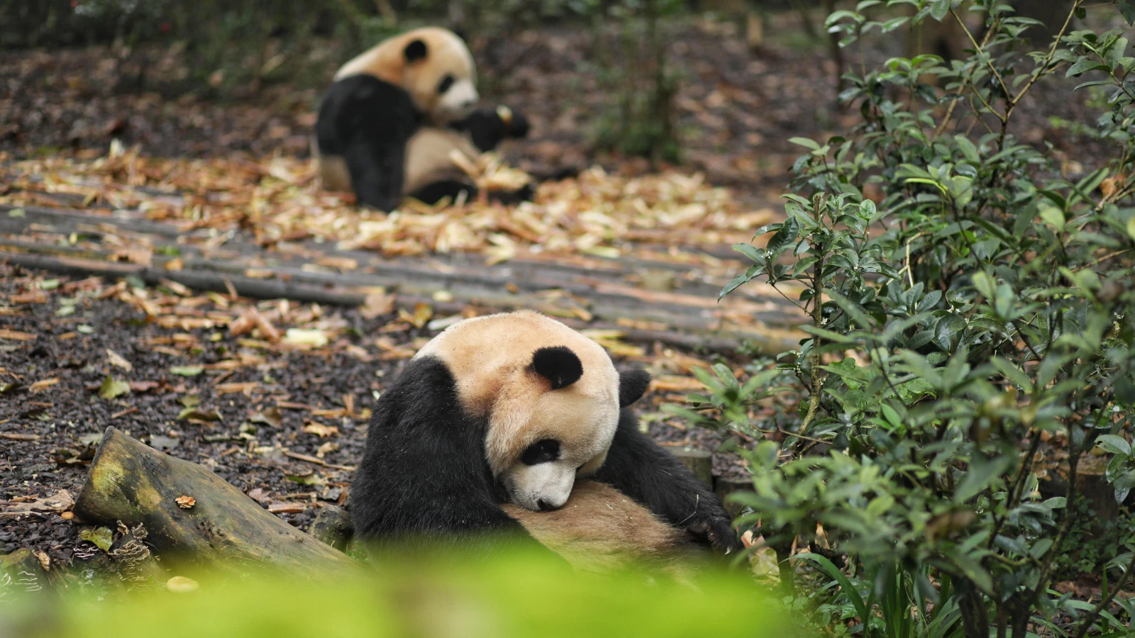 « Message d'amitié » de la Chine aux États-Unis : deux pandas en route