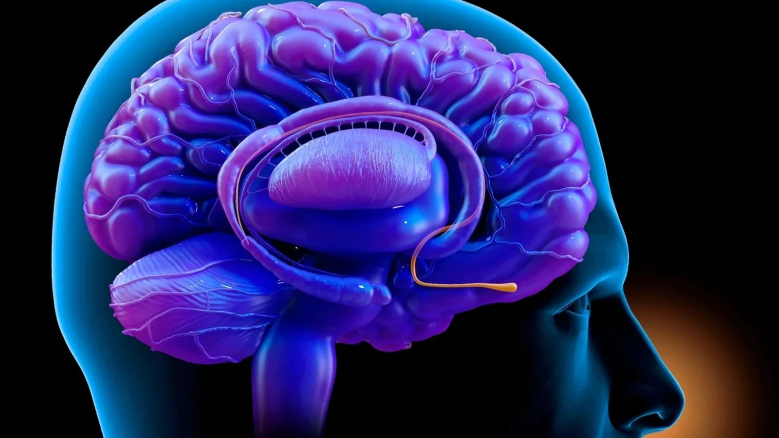 Un circuit neuronal découvert entre le nez et le cerveau