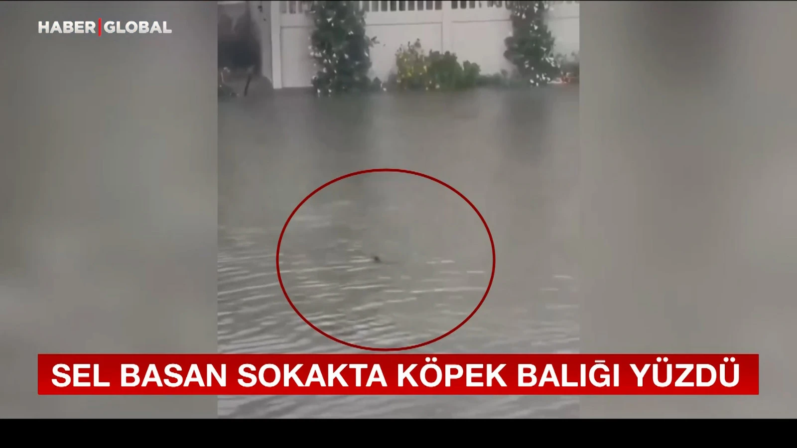 Un requin a nagé dans la rue inondée