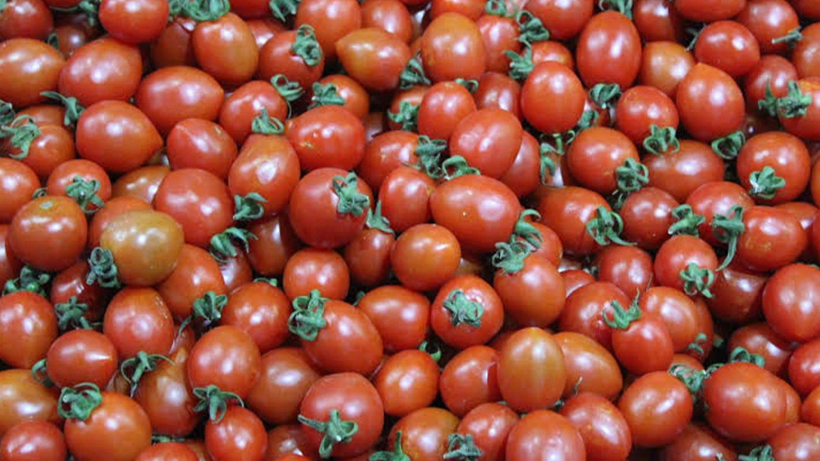 Gros danger dans les petites tomates ! Épidémie dépassant les 800 personnes en Europe