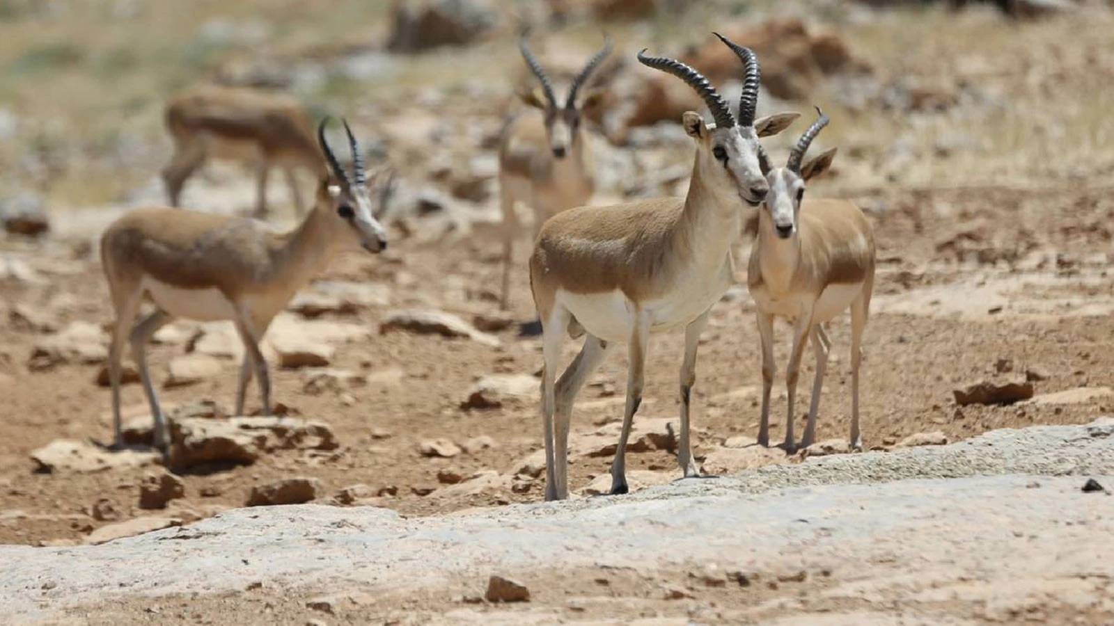 95 pour cent d’effondrement dans la nature, les êtres vivants disparaissent silencieusement