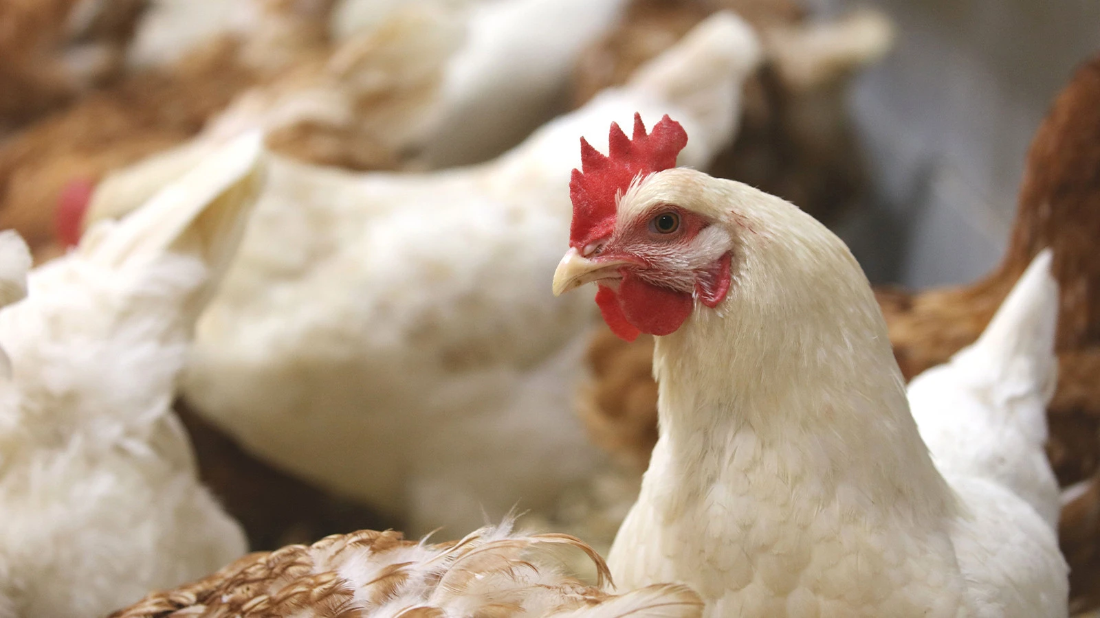 Interdiction humanitaire des « poulets turbo »