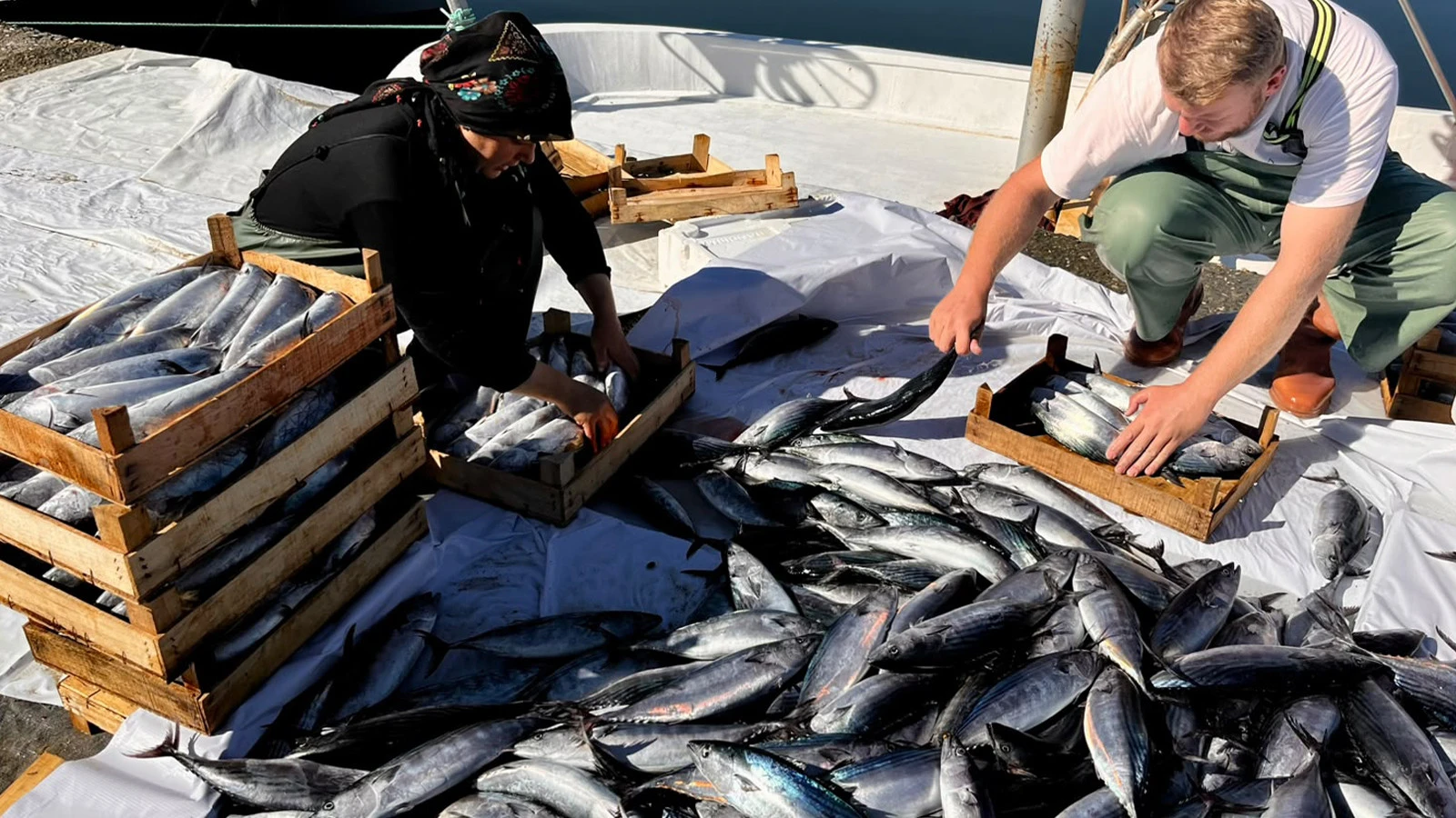 L'abondance de bonite continue ! Le prix est tombé à 35 TL, le pêcheur a demandé une pause