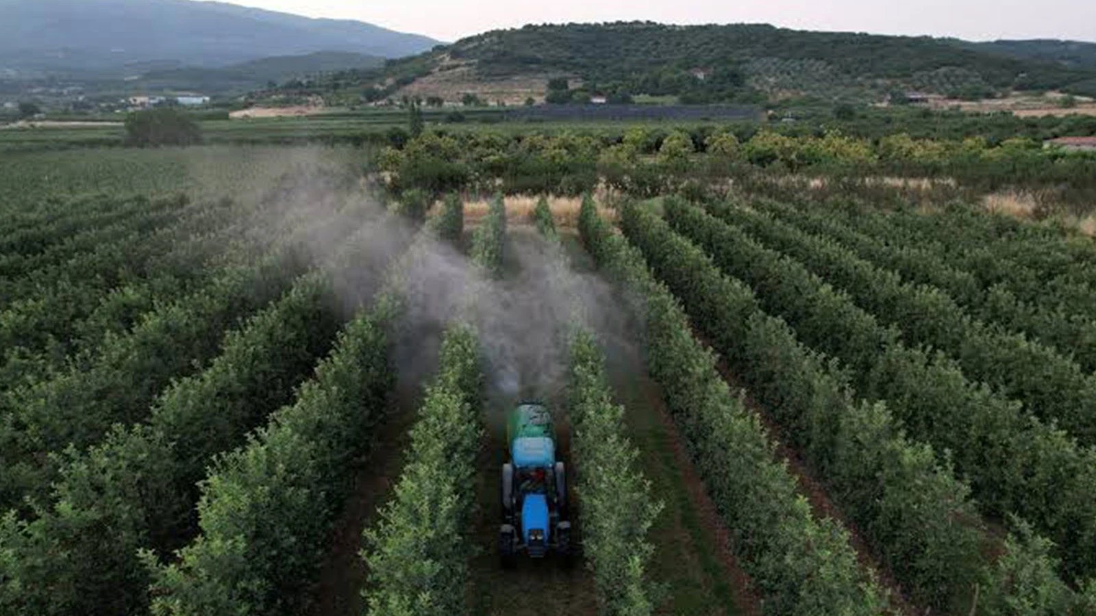 Le citron a été contaminé par du poison ! Cocktail de pesticides 144 résidus dans 20 échantillons