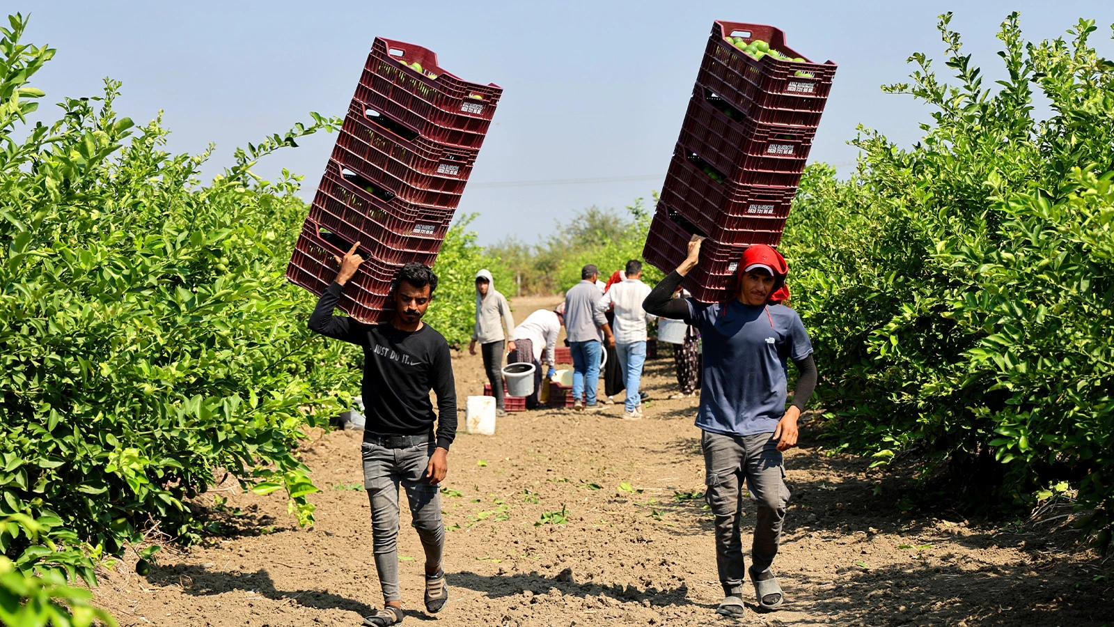 Les salaires journaliers des travailleurs agricoles de Çukurova ont été déterminés