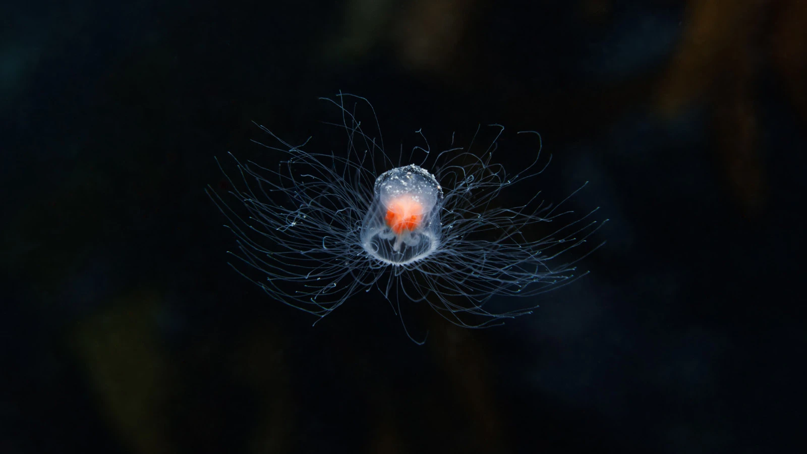 Les scientifiques recherchent le secret de cette créature... Elle ne meurt pas, elle redevient jeune !