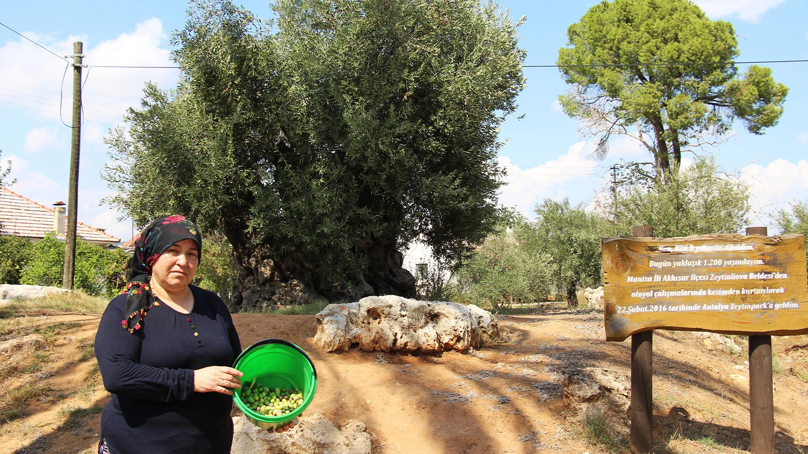 Nous sommes entrés dans « l'année d'existence » des olives ! La production pourrait augmenter à 3,8 millions de tonnes